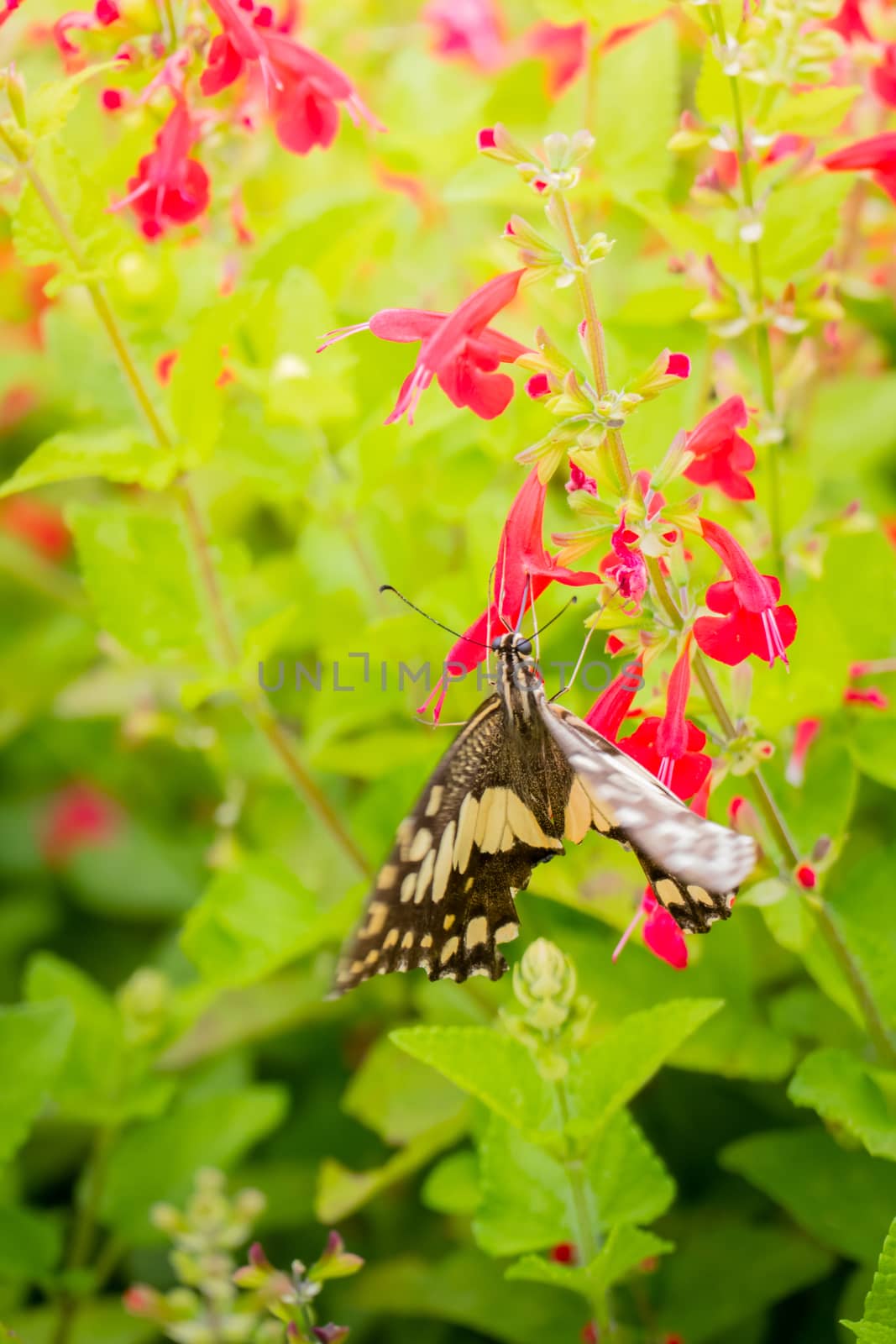 Beautiful Butterfly on Colorful Flower by teerawit