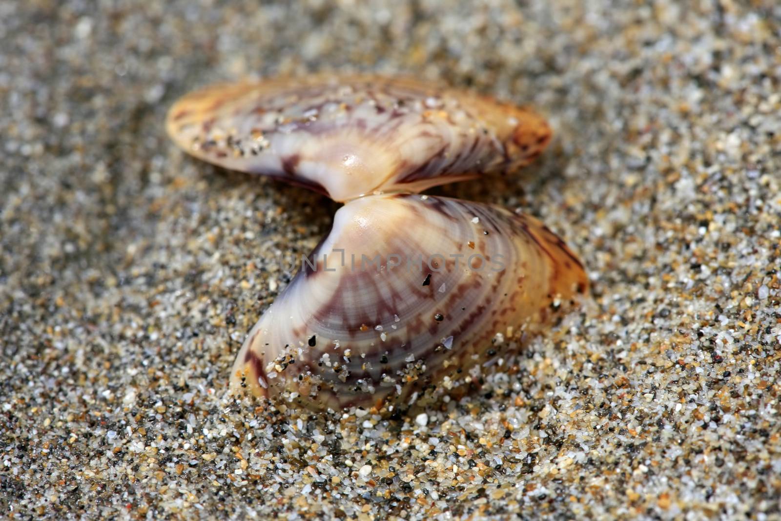 Mollusc bowl of the shellfish on sand macro