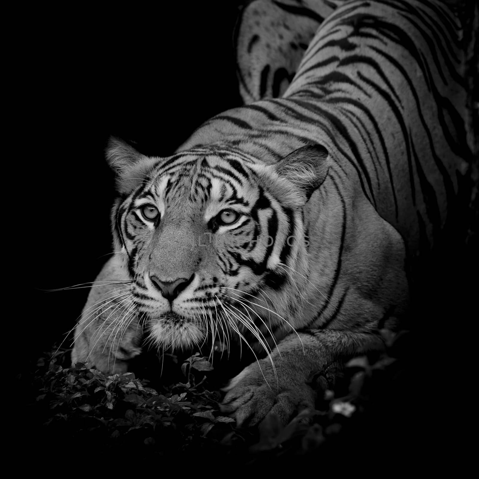 close up face tiger isolated on black background by art9858