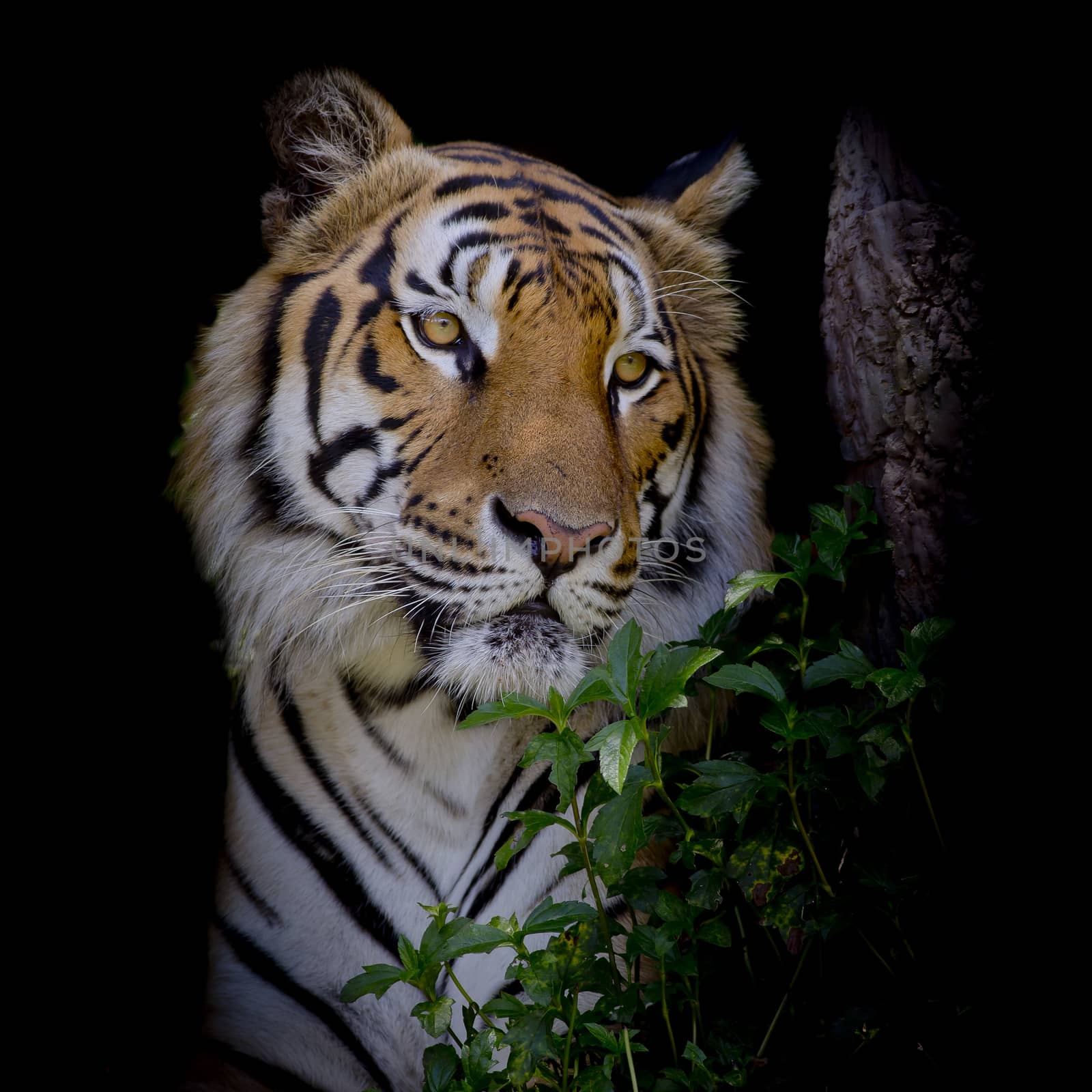 Tiger looking his prey and ready to catch it by art9858