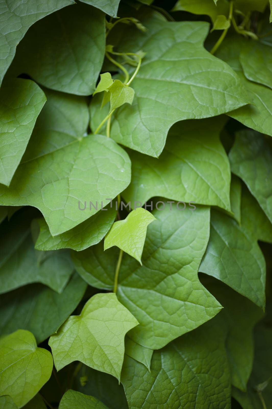 Hedera leavs, commonly called ivy, evergreen climbing or ground-creeping woody plants in the family Araliaceae