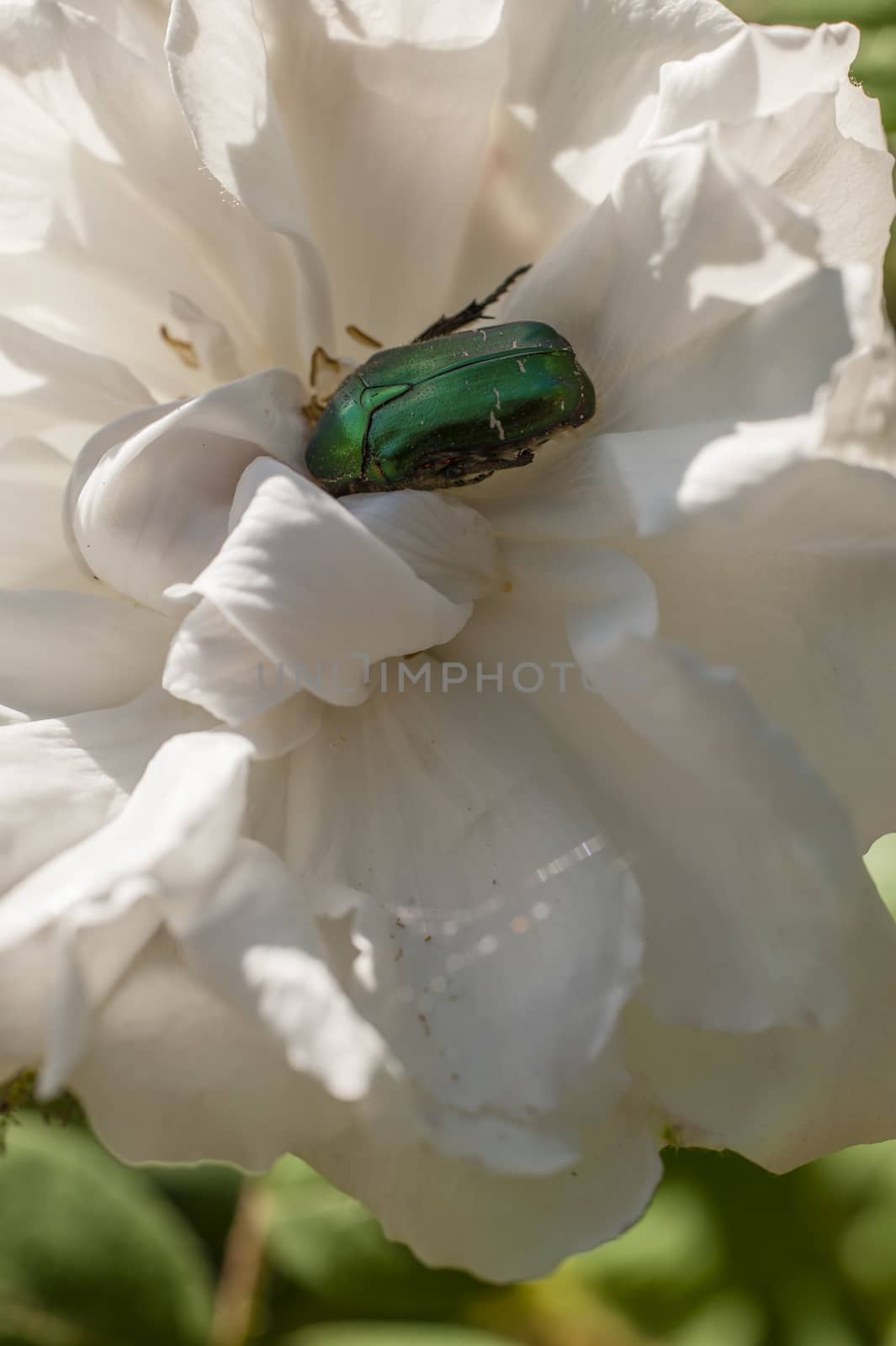 Cetonia aurata, chafer, green rose beetle, on white flower