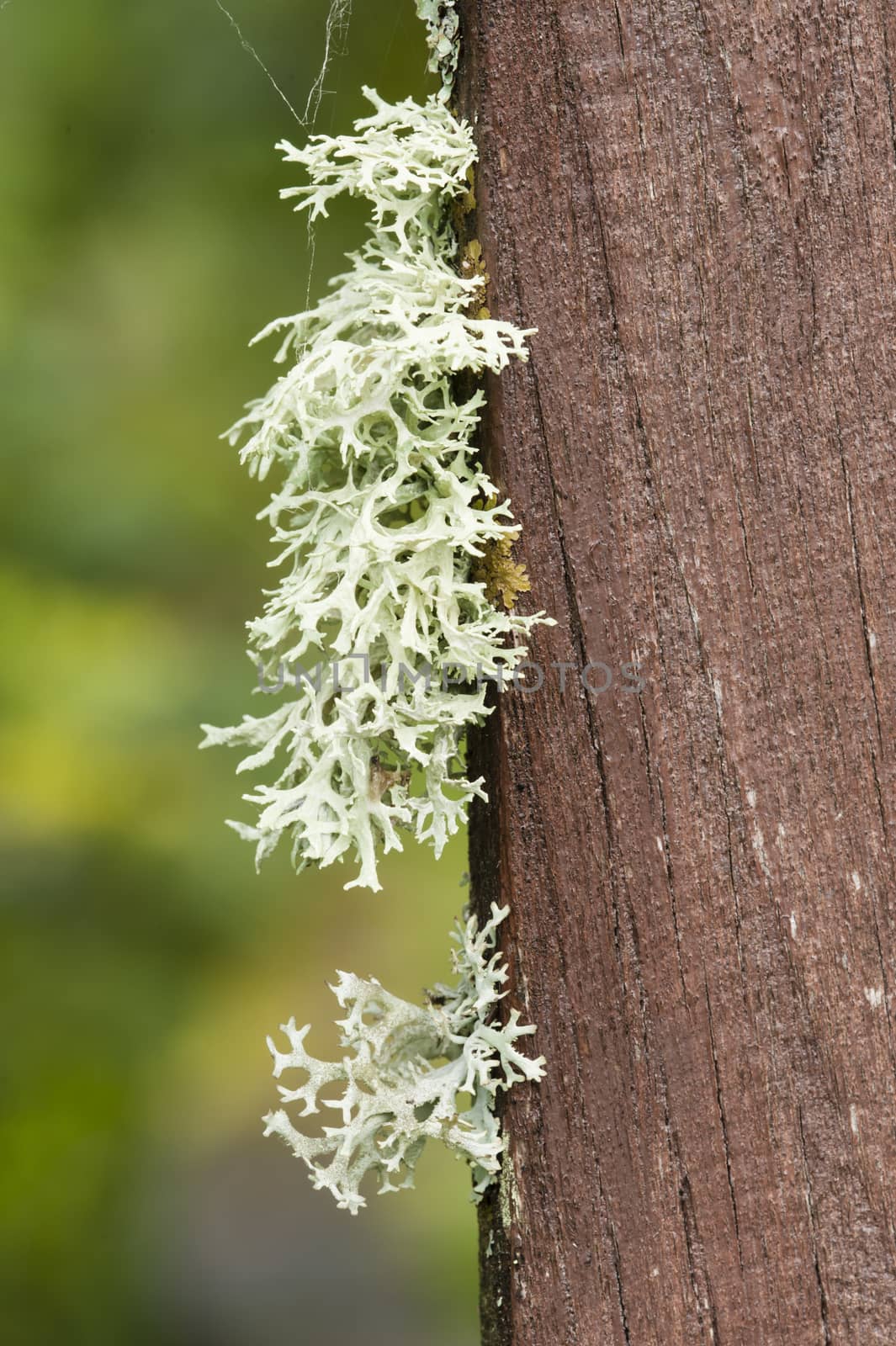 Lichen organisms growing on wood and stone