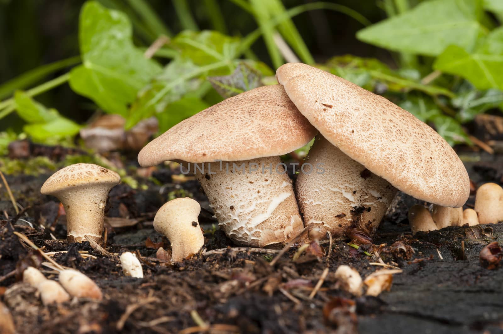 family of capped mushrooms growing on tree stump