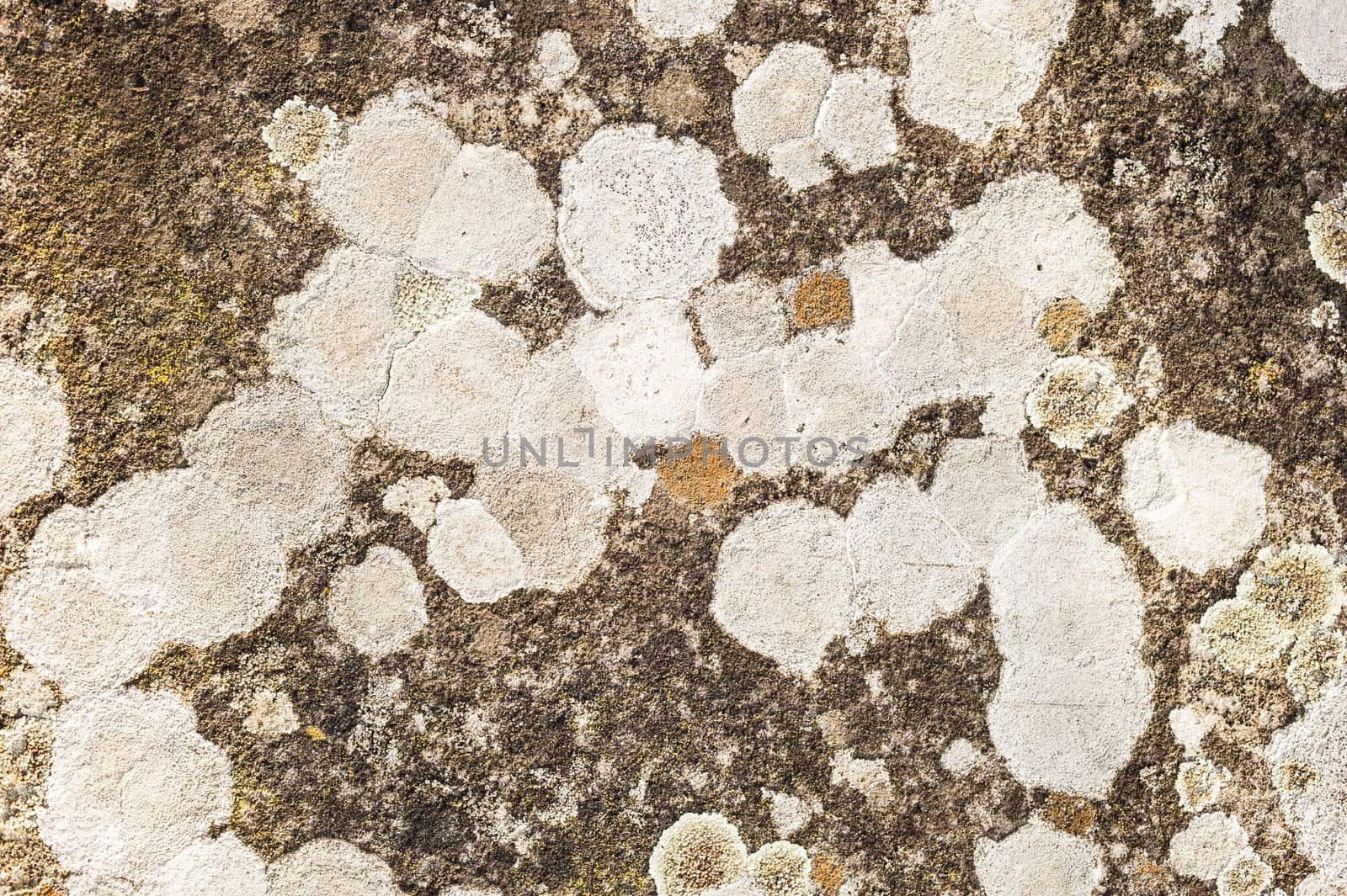 Lichen organisms growing on wood and stone