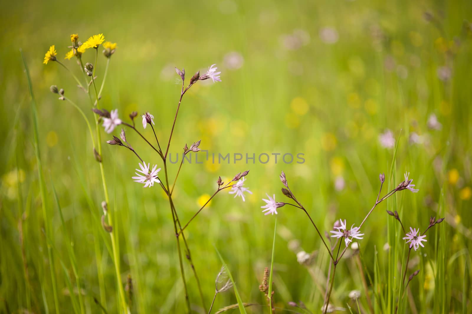 Centaurea cyanus, commonly known as cornflower flowers. by AlessandroZocc