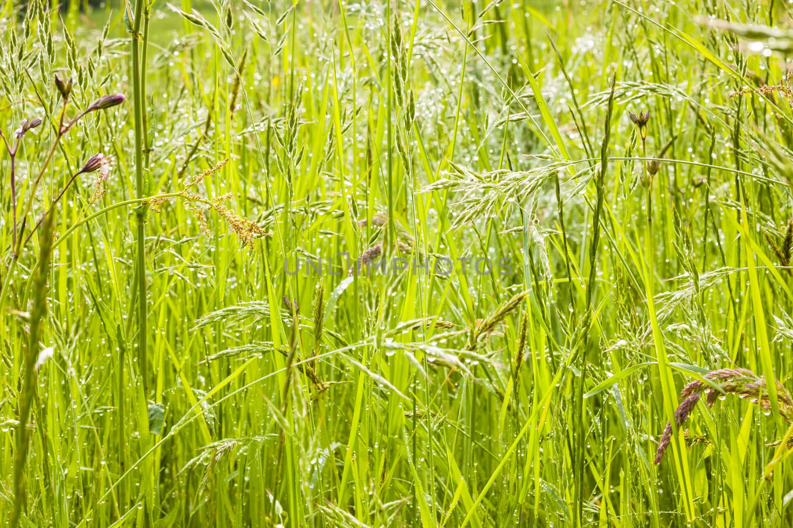 Spikes of wild corn in the middle of a green grass