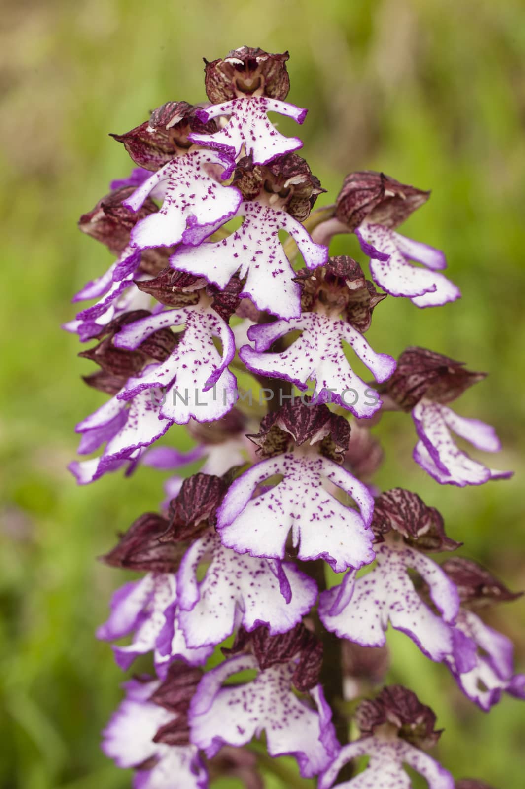 Orchis purpurea, the lady orchid, herbaceous plant belonging to family Orchidaceae in Europe.