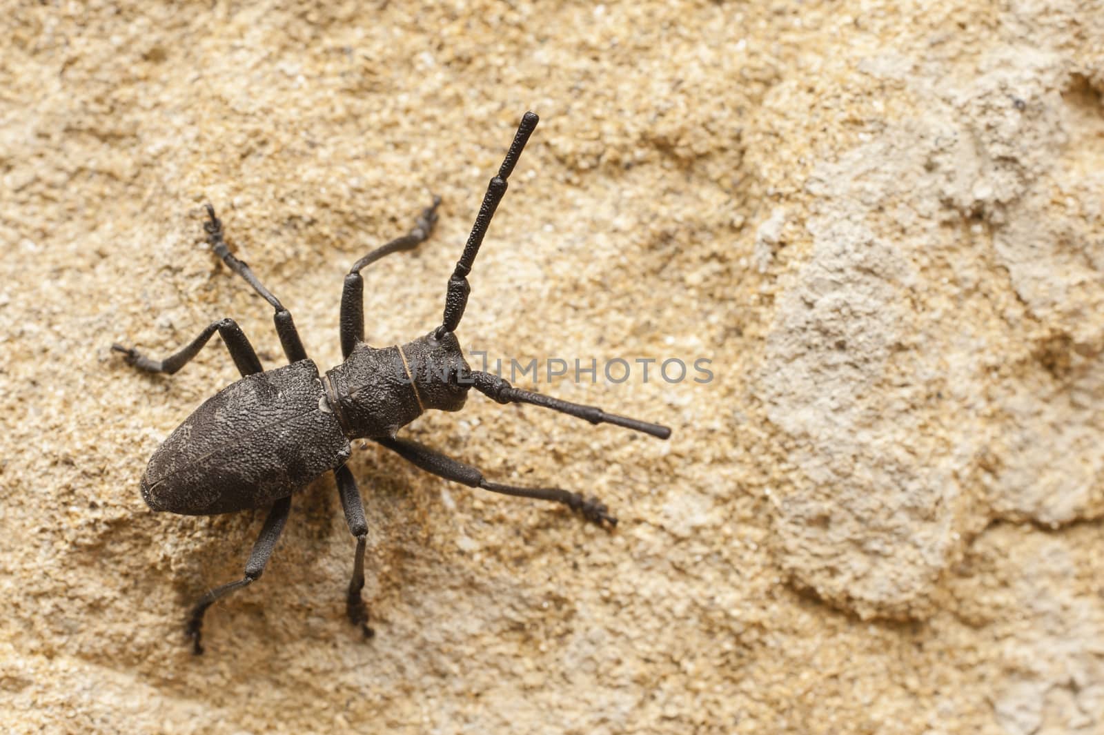Black cerambyx insect on wall of italian building