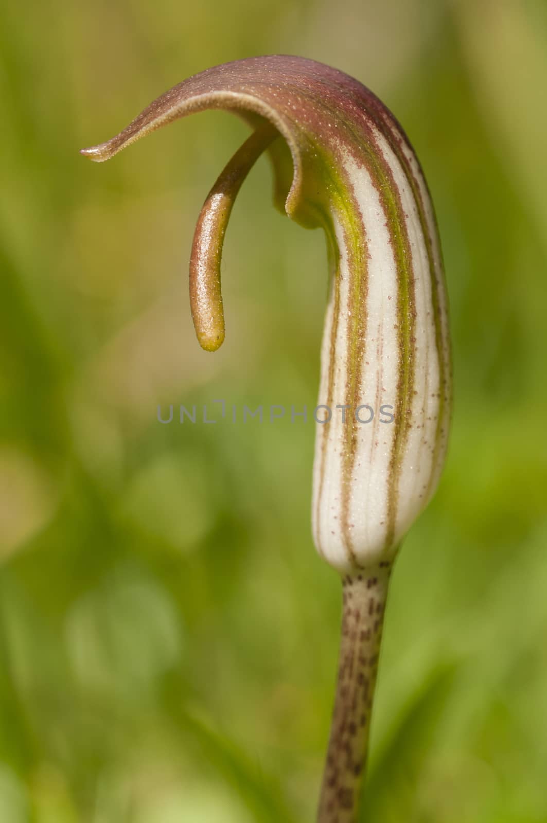 Close up of flower of Arum plant of Europe