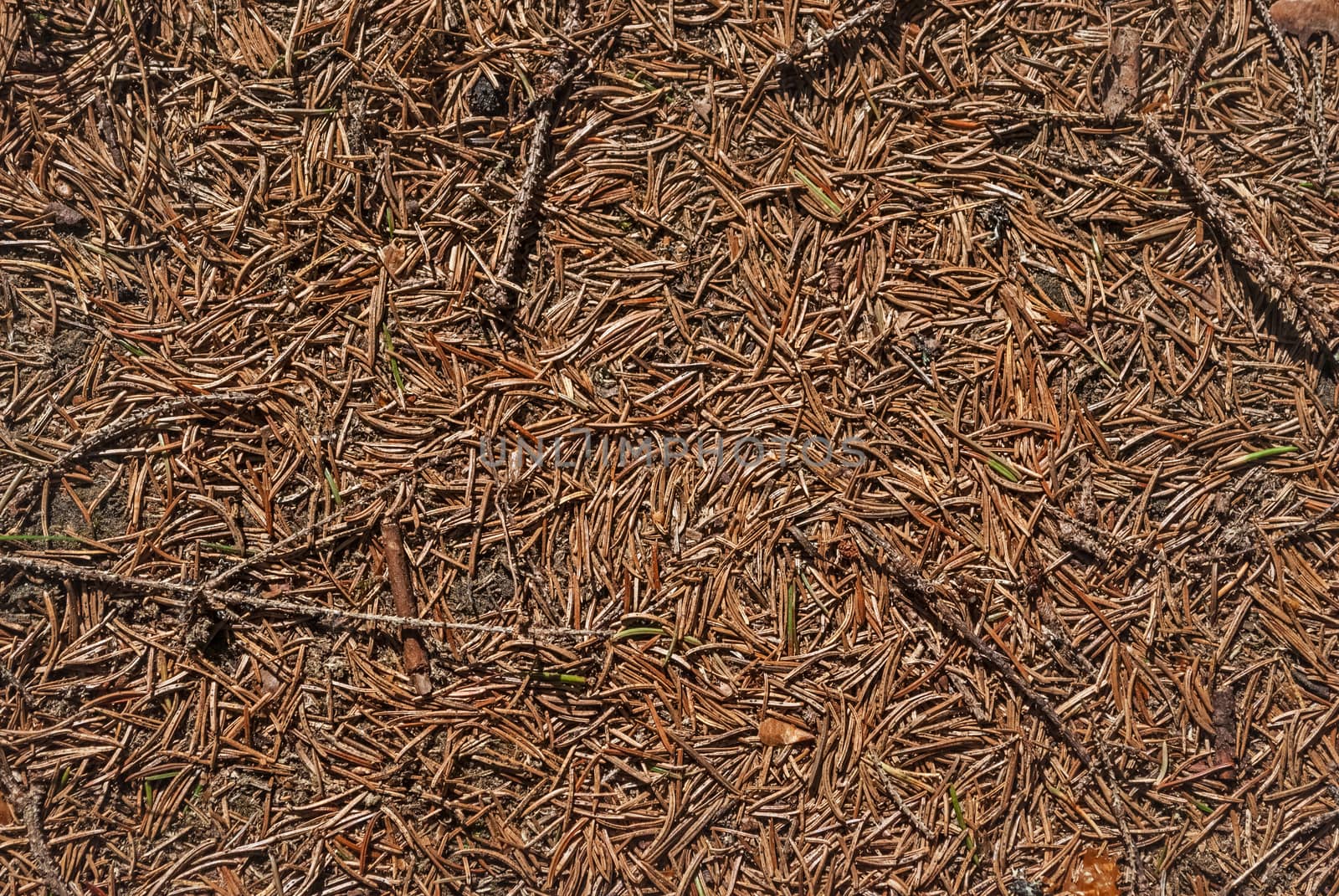 Background from dry pine needles and twigs branches on the forest path.