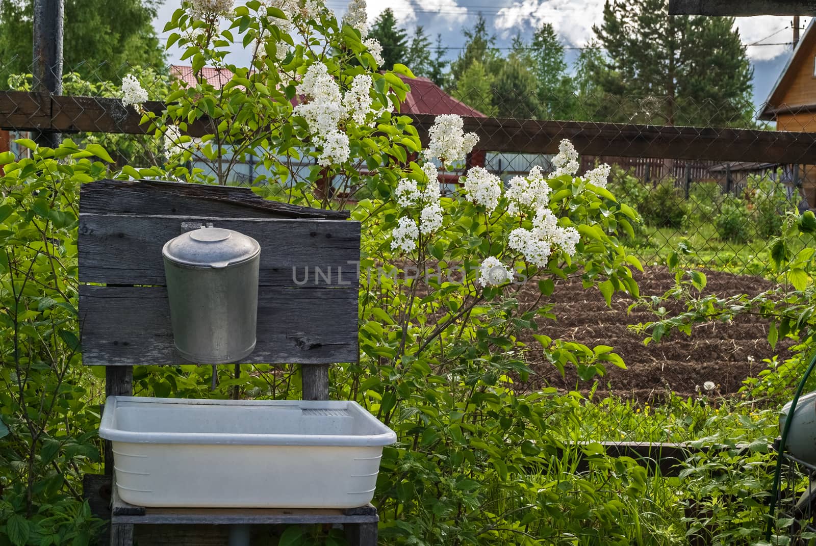 Old aluminum washbasin at their summer cottage against the backdrop of blooming lilacs.