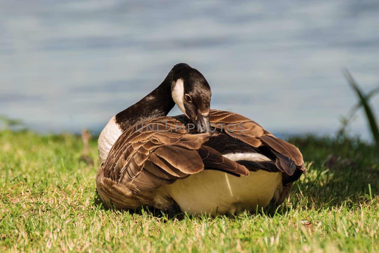 Wild goose preening its feathers on the banks of the lake on a bright Sunny day.