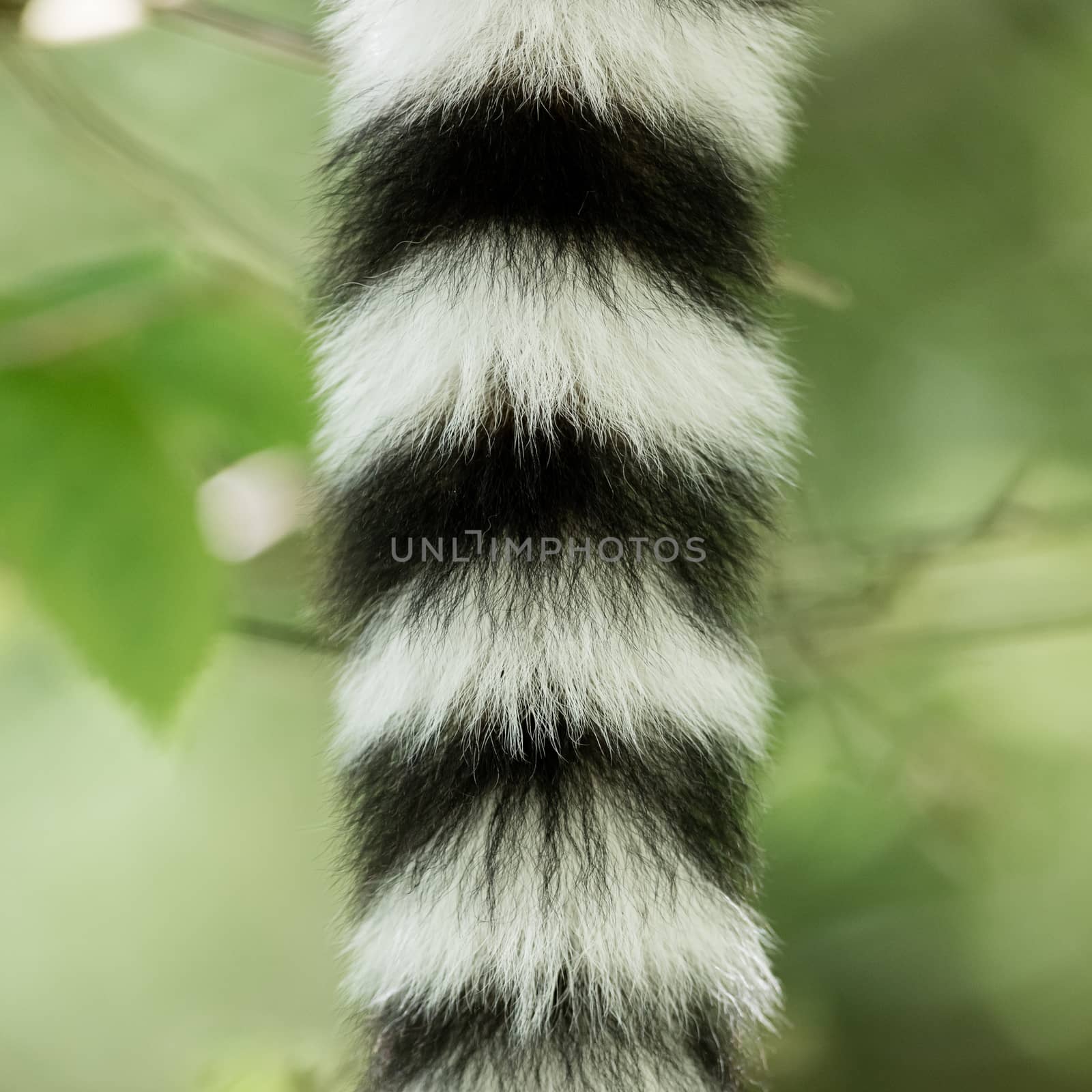 Close up of a ring-tailed lemur tail texture by michaklootwijk