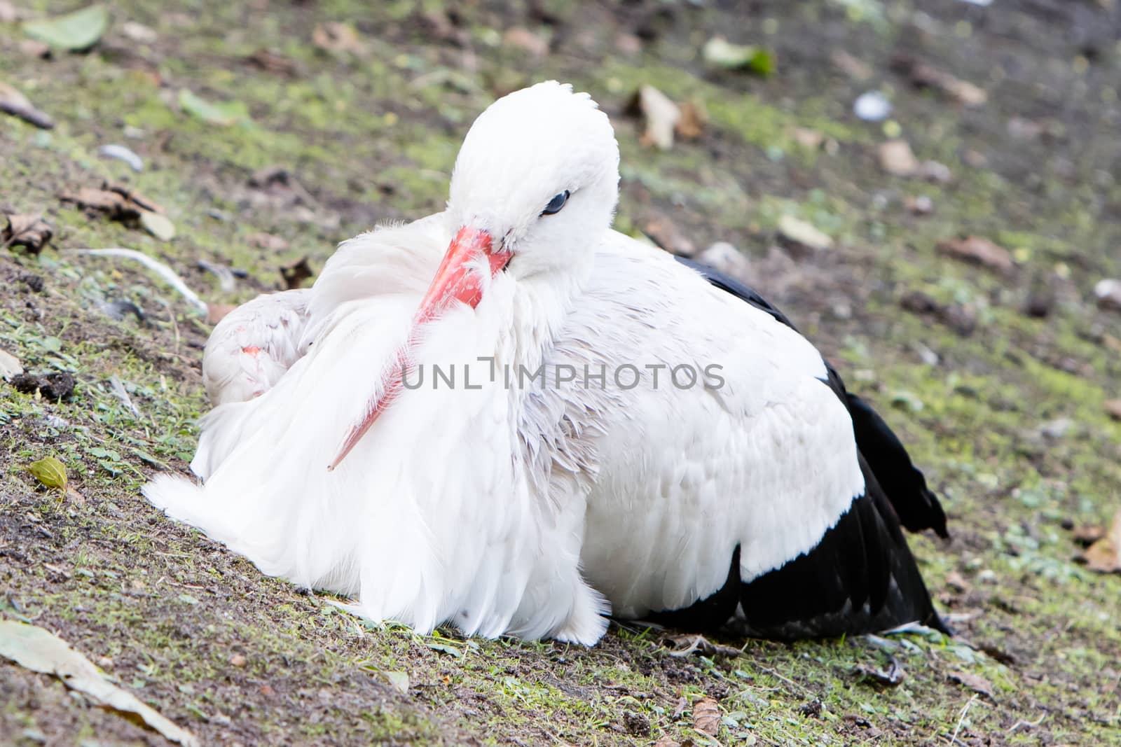 White stork sitting on a meadow, close up