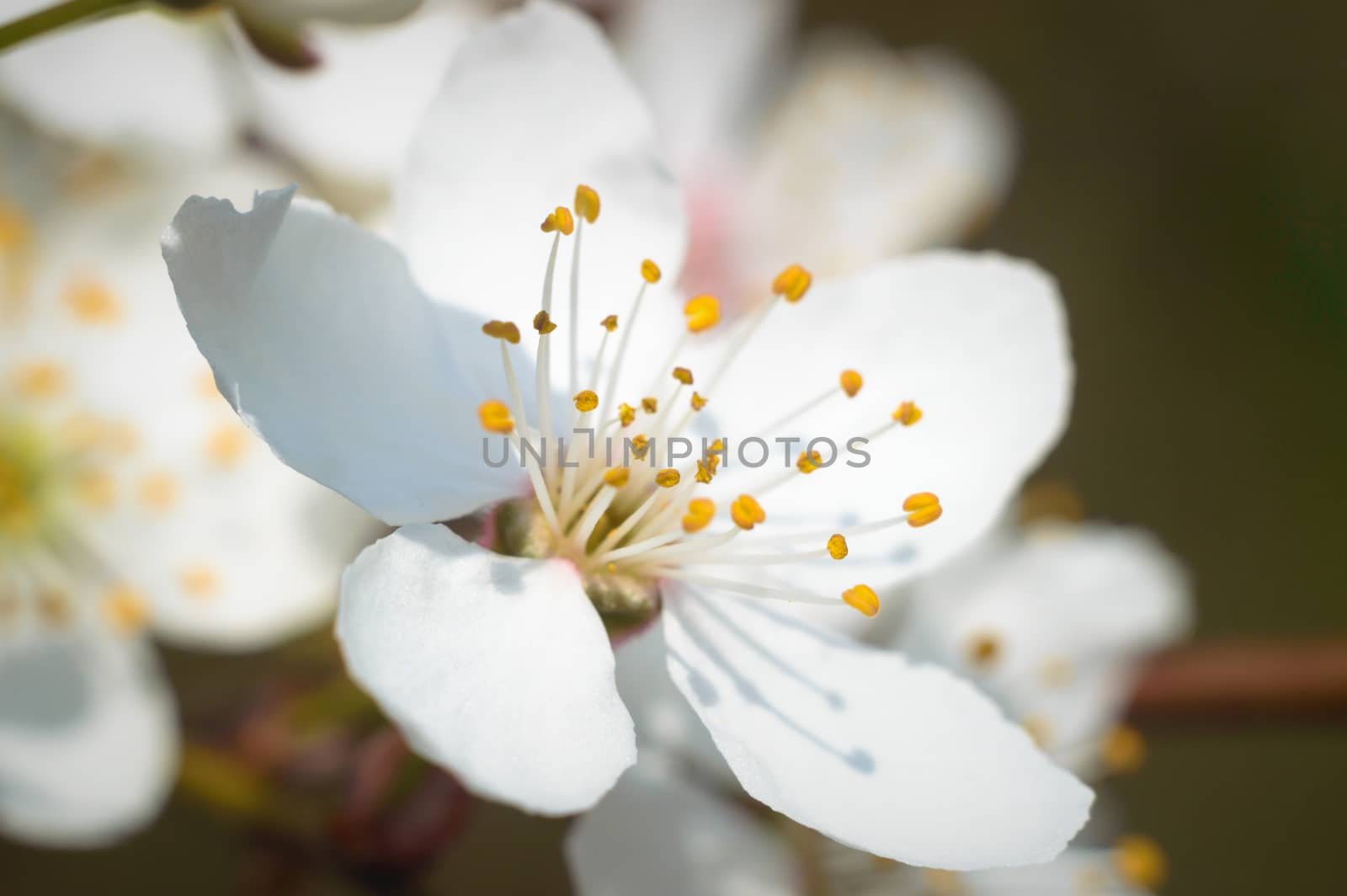 flowers as a colorful background, macro photo, nature series