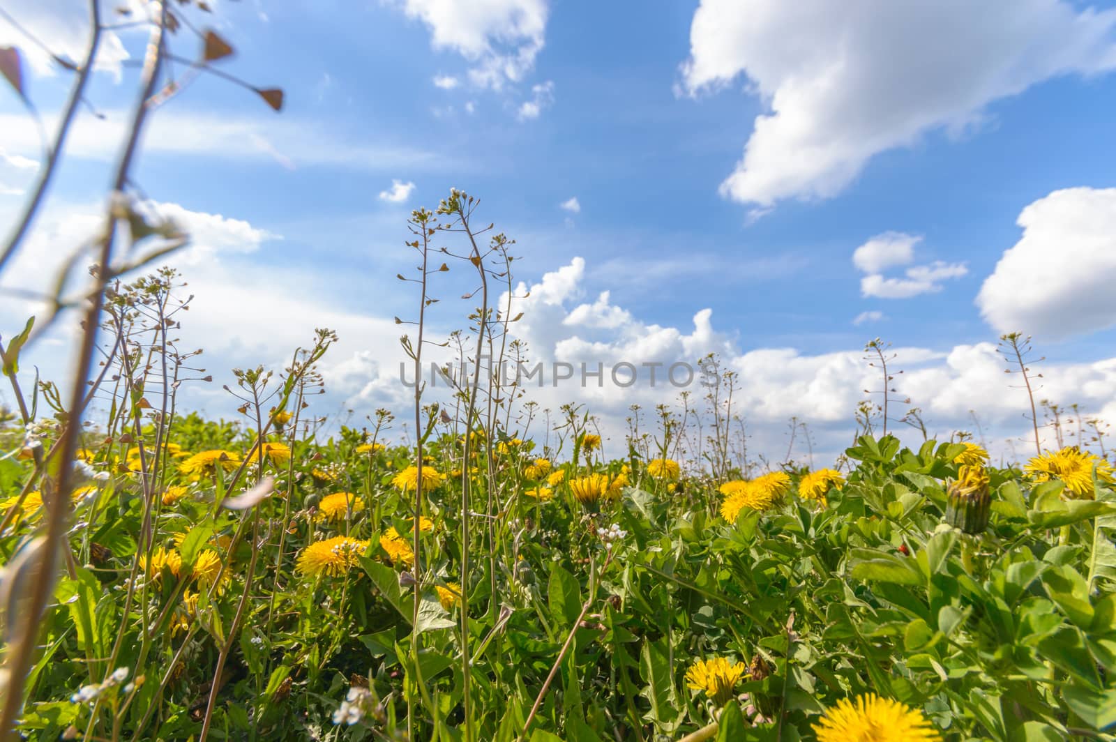 natural green colorful rural meadow, nature series
