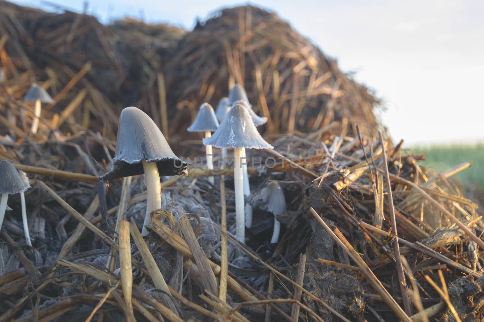 forest mushroom after longtime rain, nature series