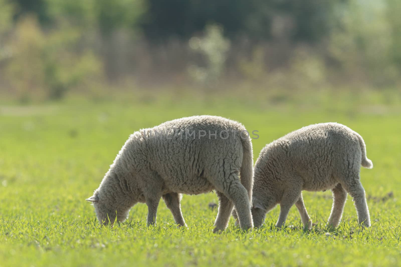 sheep on grass with blue sky, some looking at the camera
