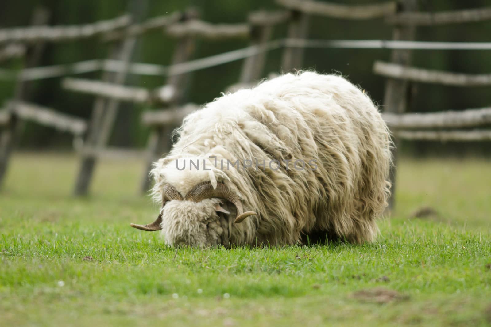 sheep on grass with blue sky, some looking at the camera