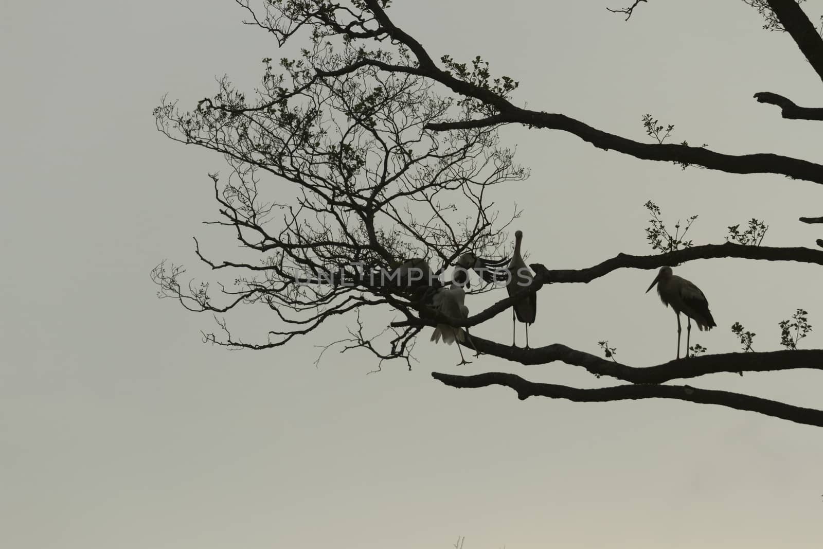 storks on green grass in sunny day, nature series
