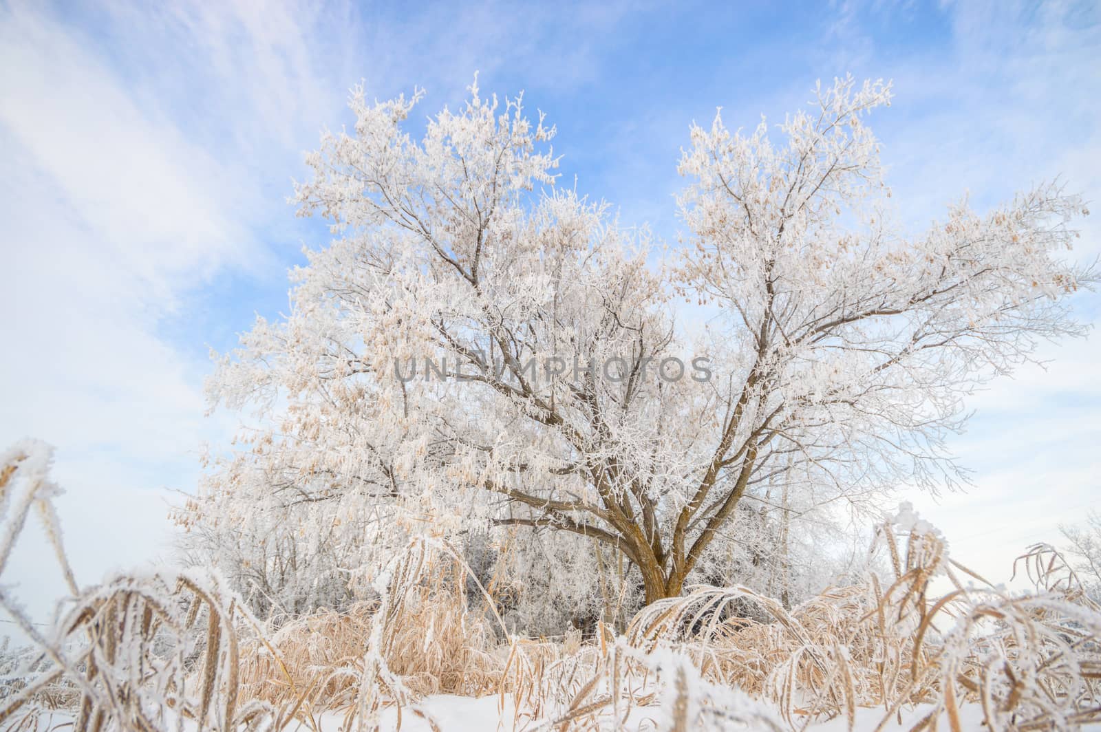 trees covered with snow in winter forest, nature series