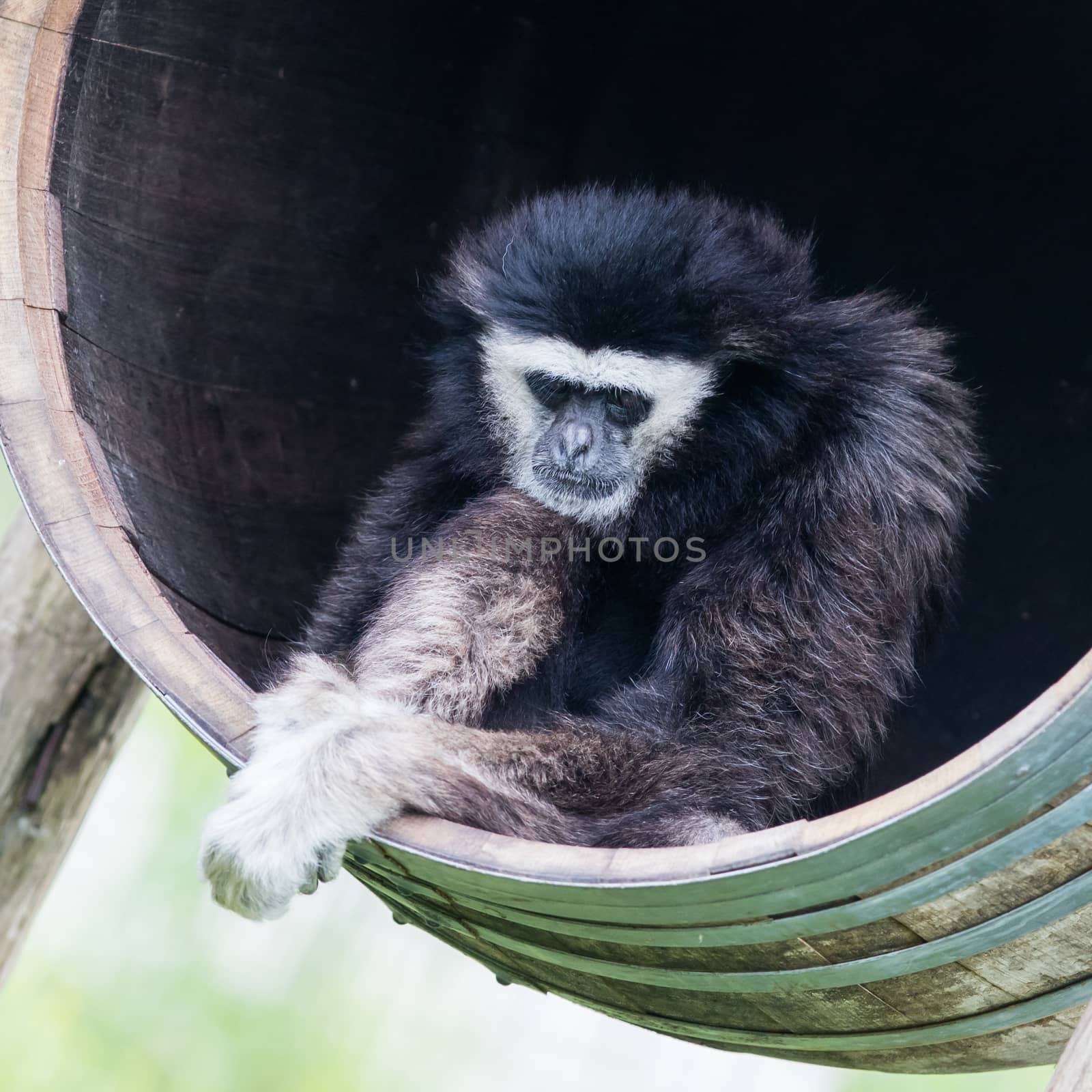 White handed gibbon sitting in a barrel by michaklootwijk