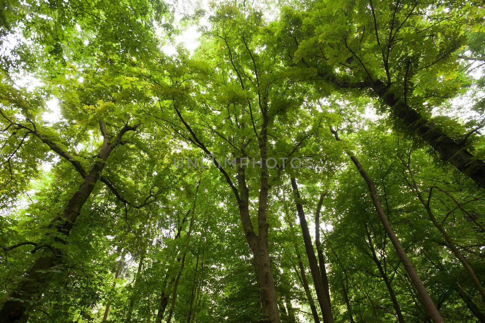 View of trees in forest looking up, wide angle