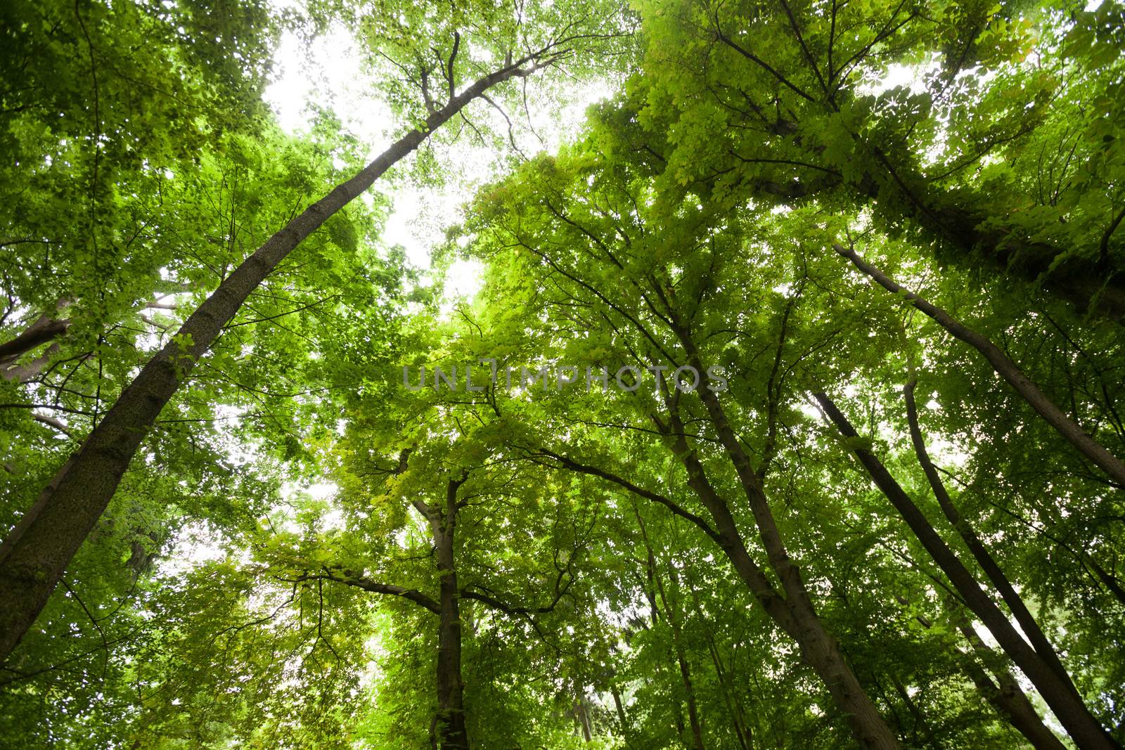 View of trees in forest looking up, wide angle