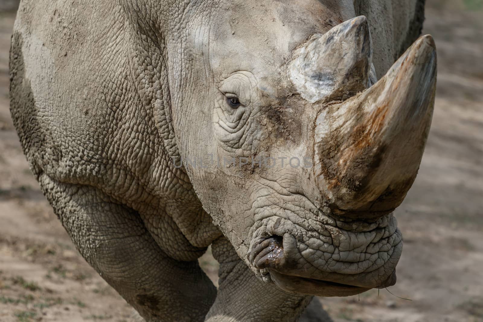 Close-up of the head of a rhinoceros