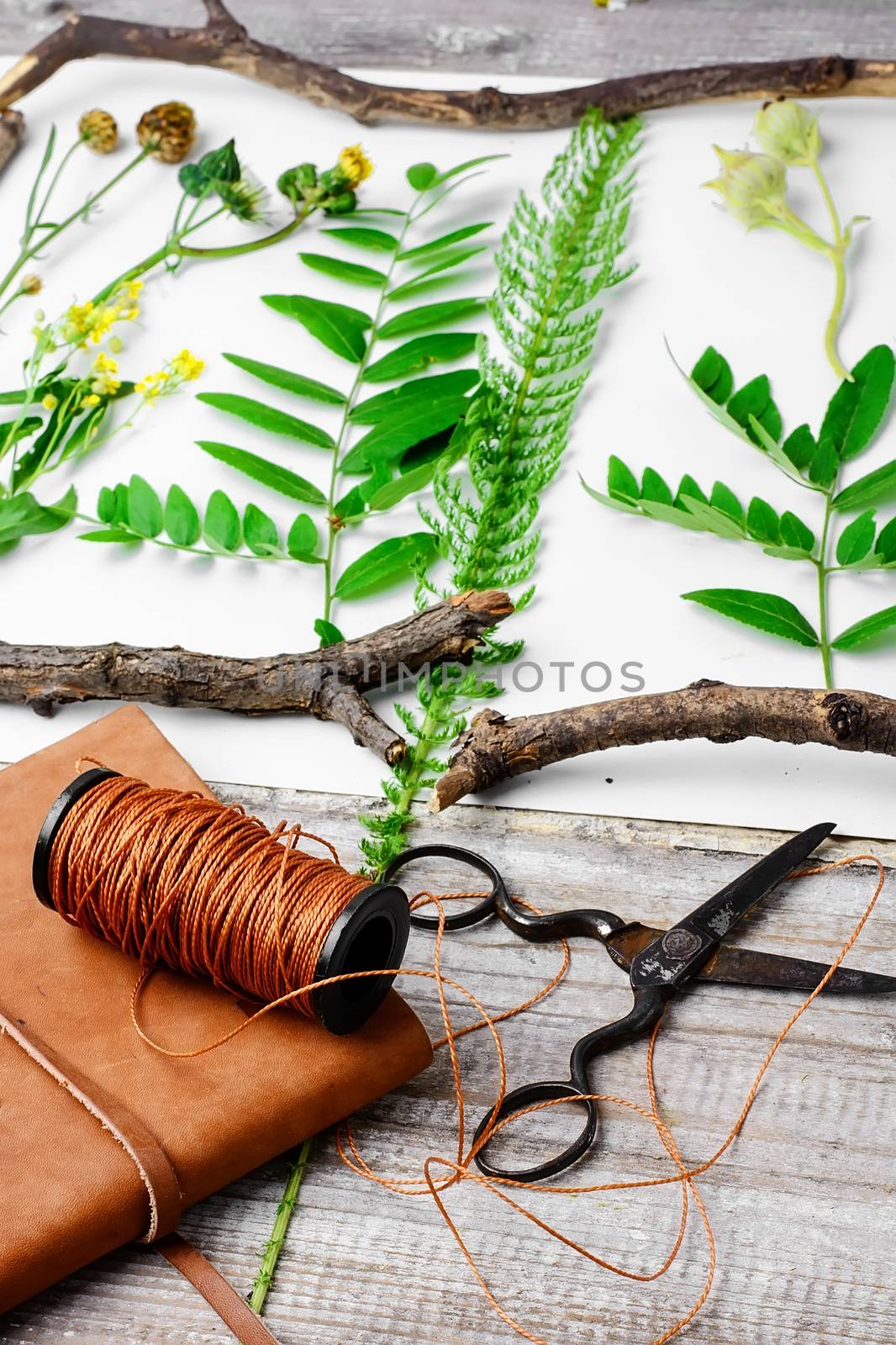 Leaves and flowers laid out on white sheet for the preparation of herbarium