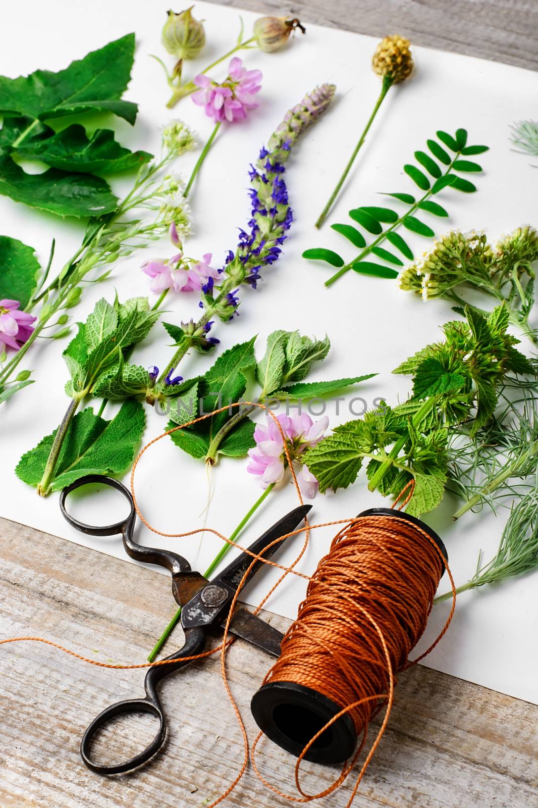 Leaves and flowers laid out on white sheet for the preparation of herbarium
