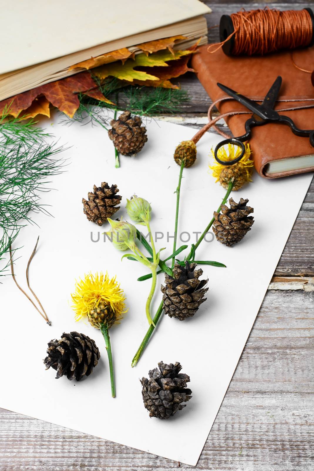 Leaves and flowers laid out on white sheet for the preparation of herbarium