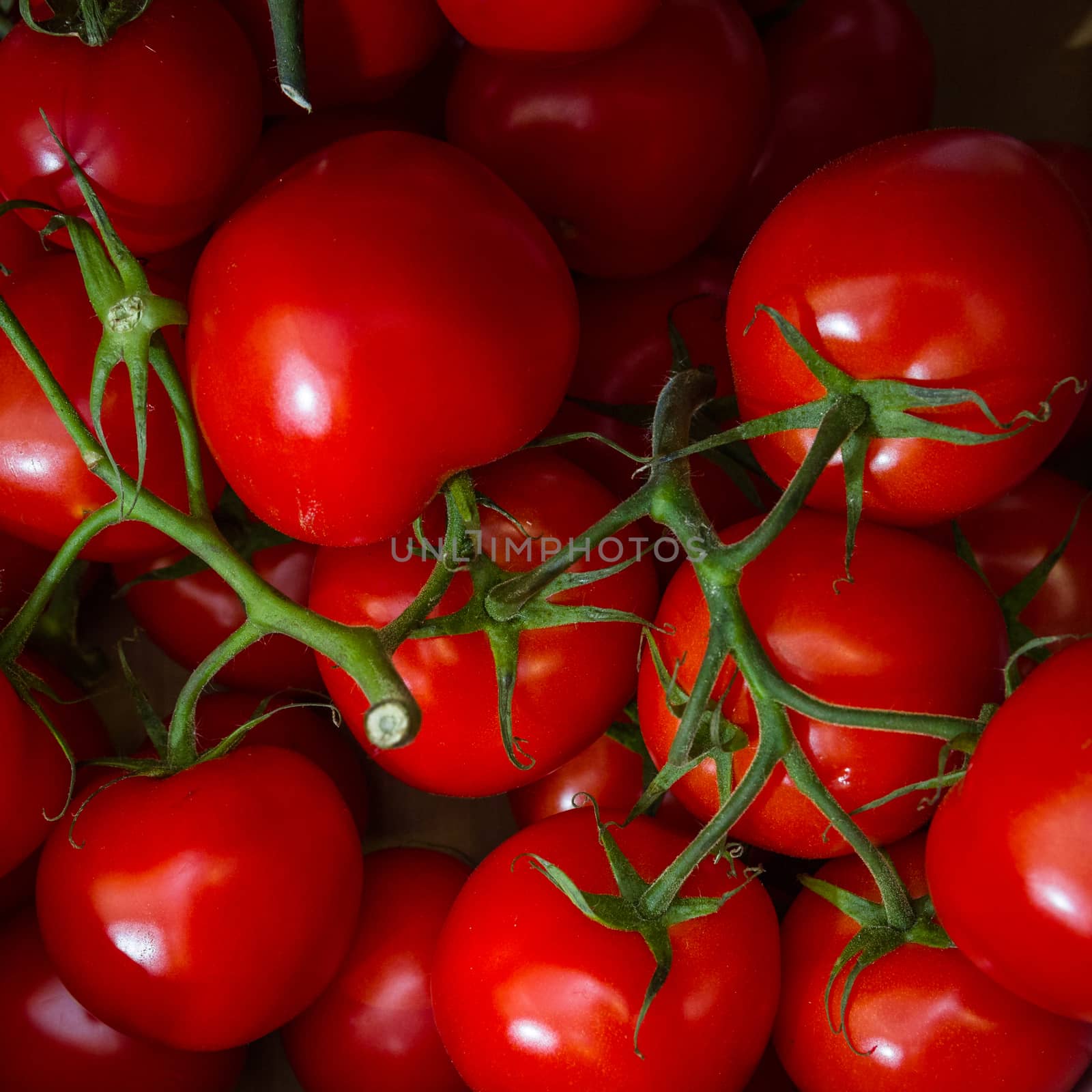 red tomatoes by goghy73