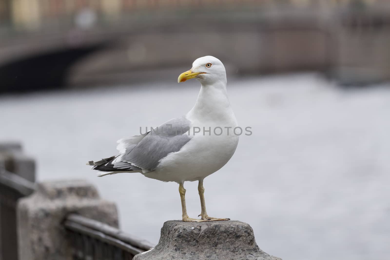 Seagull on a granite parapet River in Saint-Petersburg