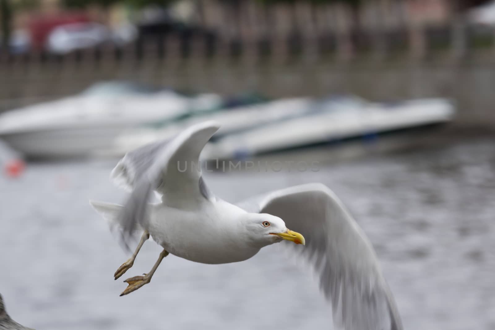 Sea Gull flies over the River in Saint-Petersburg