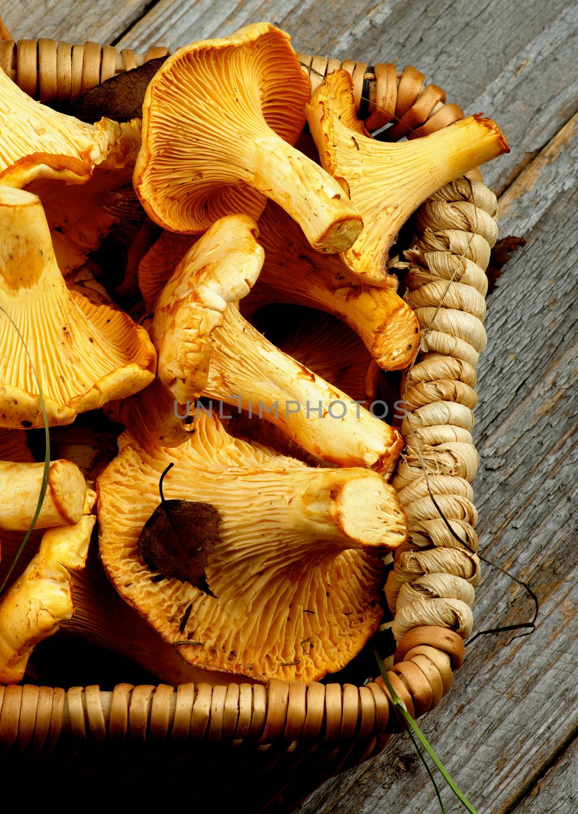 Wicker Basket Full of Fresh Raw Chanterelles Cross Section on Rustic Wooden background