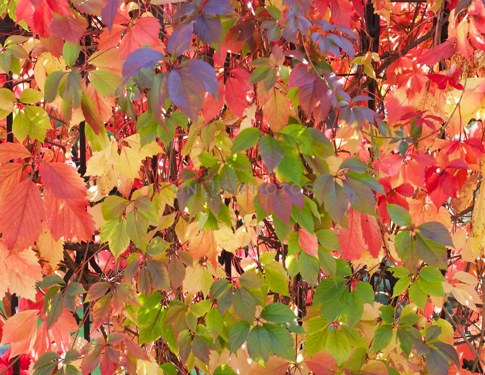 Background of Beauty Variegated Autumn Wild Grape Leaves closeup Outdoors. Selective Focus