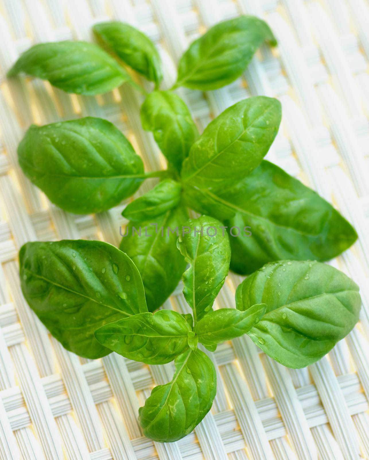 Fresh Basil Leafs with Water Drops In a Row closeup on Wicker background. Focus on Foreground