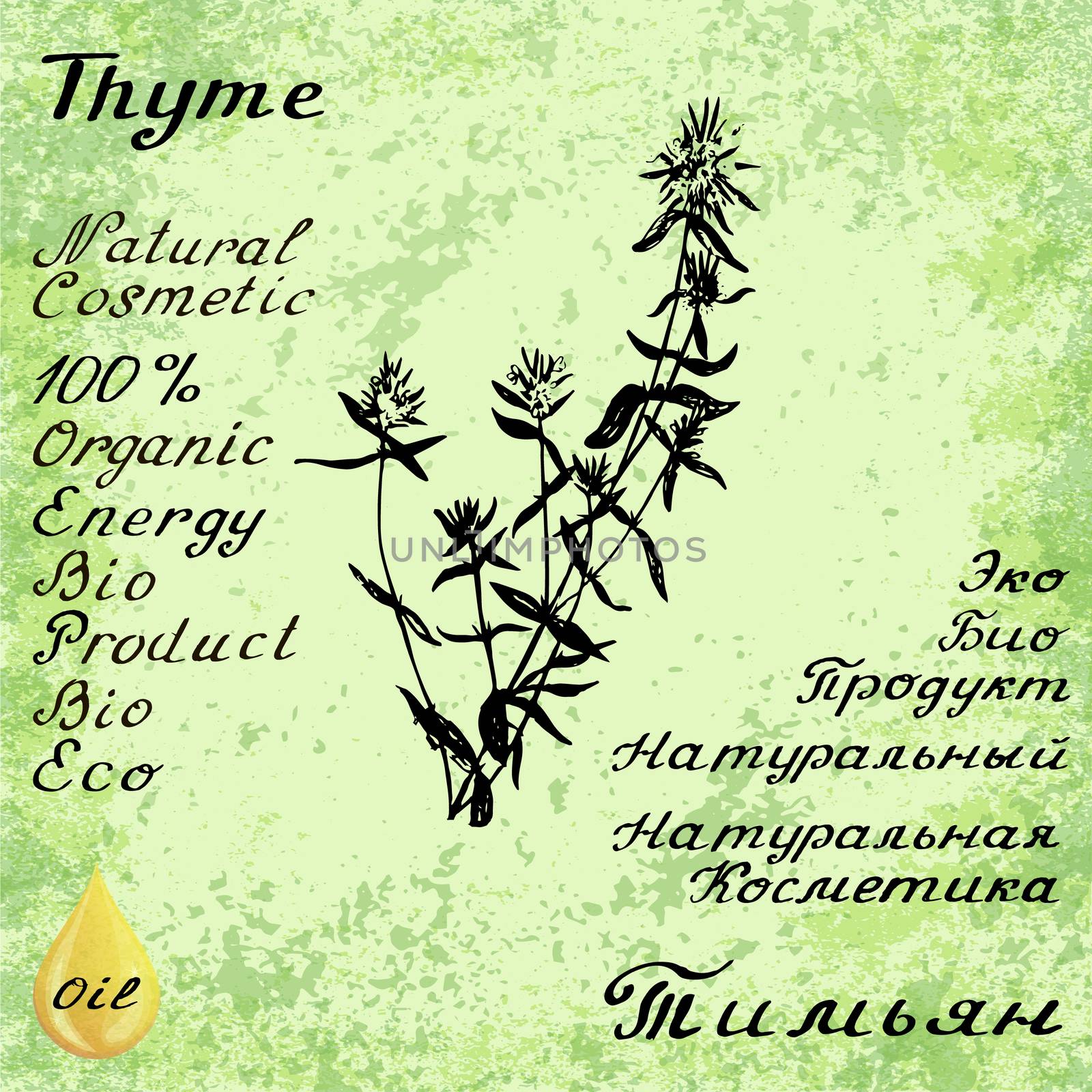 Vector hand drawn thyme illustration. Botanical drawing. Pencil drawing. by Julia_Faranchuk