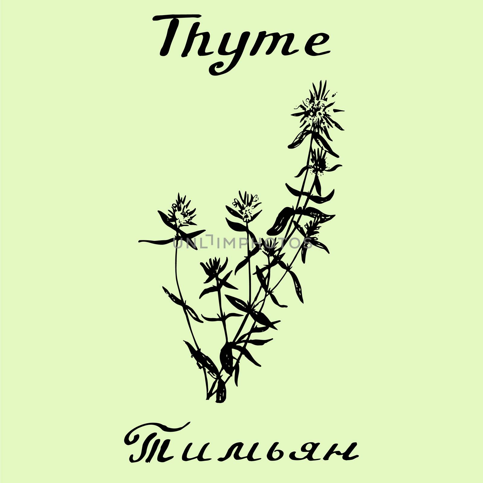 Vector hand drawn thyme illustration. Botanical drawing. Pencil drawing. Inscriptions in English and Russian languages.