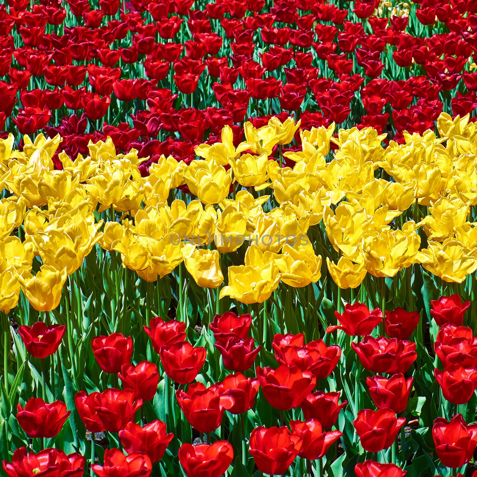 Red and yellow tulips growing stripes, square