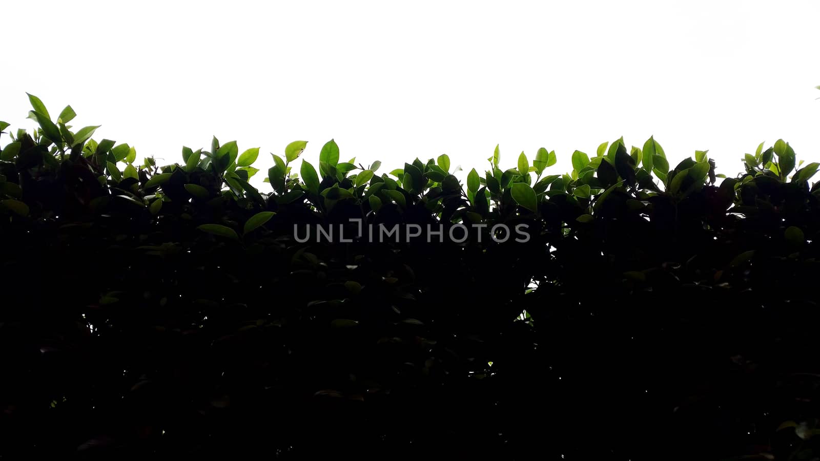 Silhouette hedge with rim light by arraymax