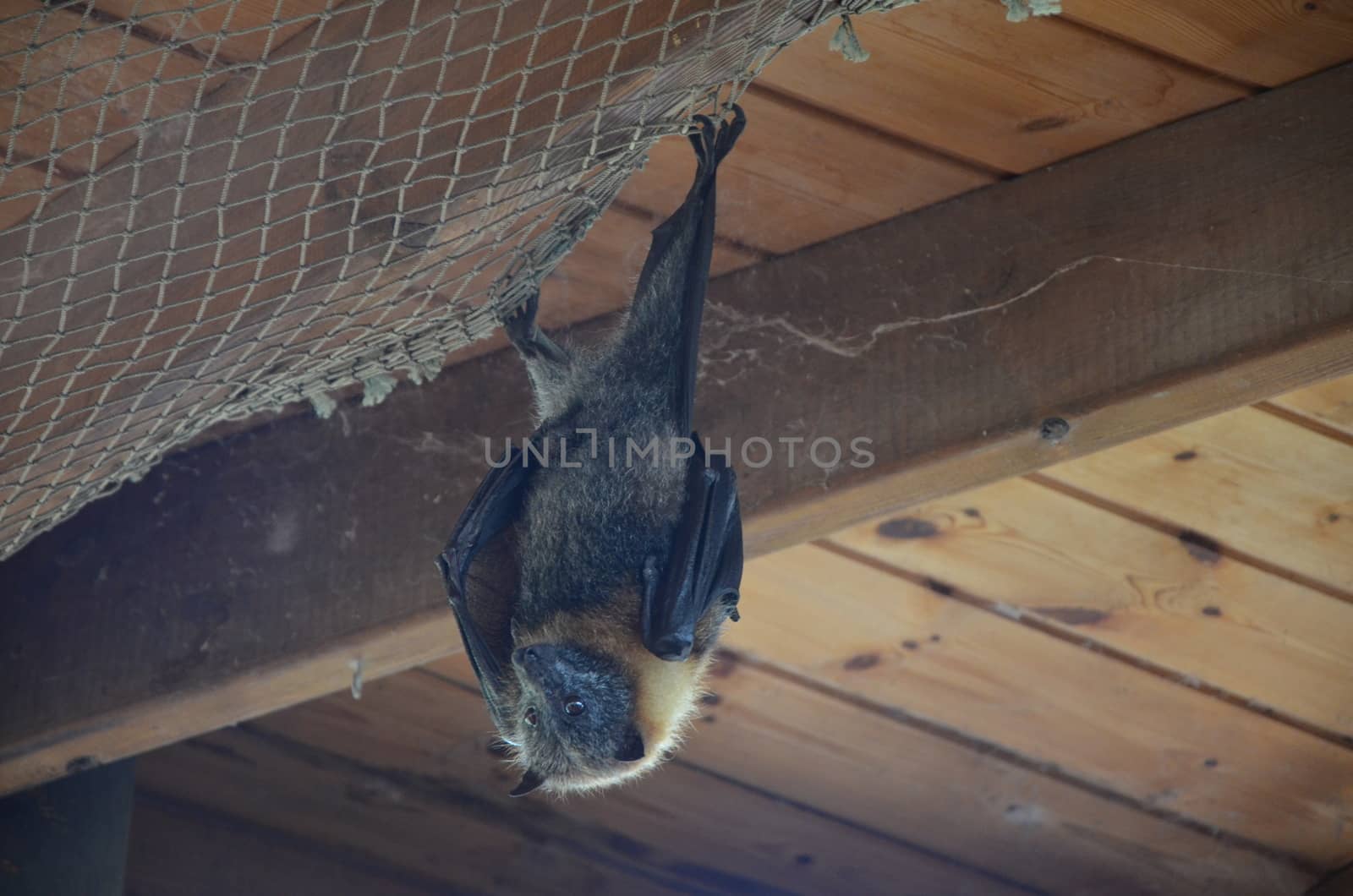 Bat upside down by haawri