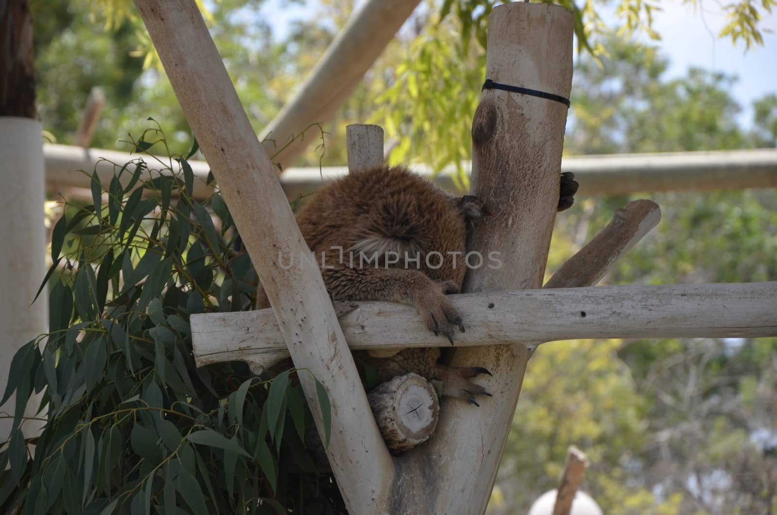 Koala sleeping by haawri
