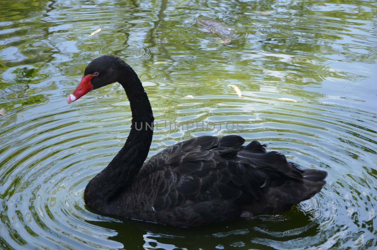 Balck swan in the water