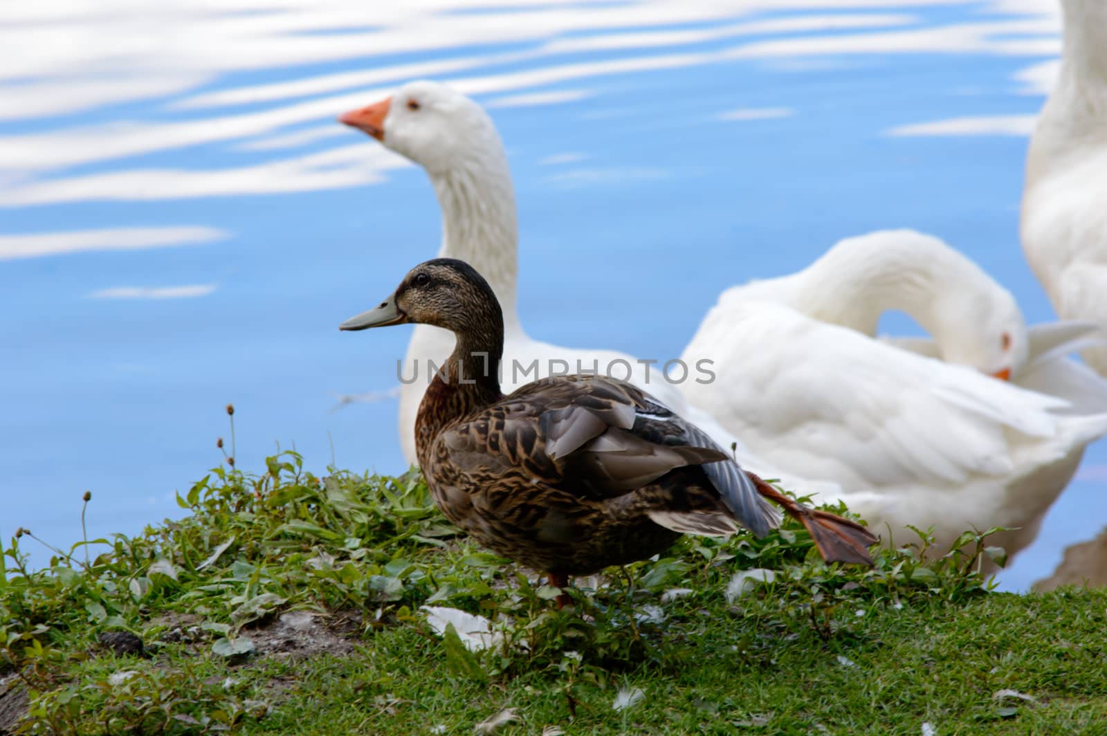 White geese with a duck at a pond standing on the bank looking out over the calm water