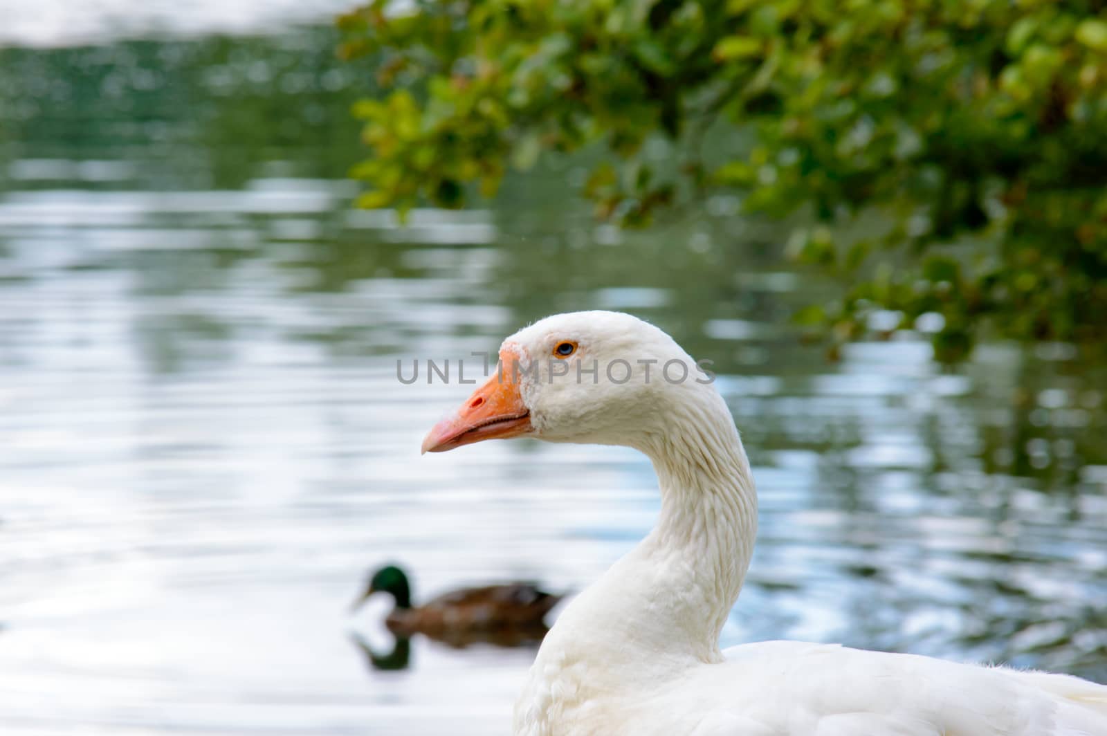 White goose standing eyeing the camera at the edge of a tranquil pond with swimming ducks