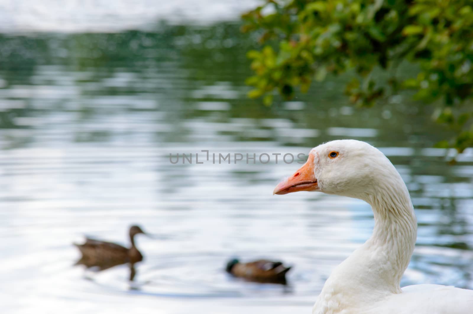 Profile of white feathered duck looking over smaller mallard type birds swimming nearby in lake under tree