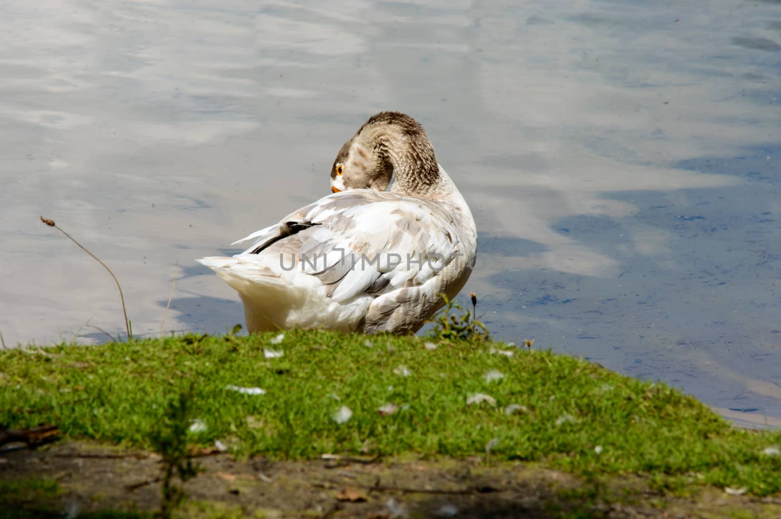 Beautiful white and gray goose preening himself while standing on grassy knoll near calm pond water